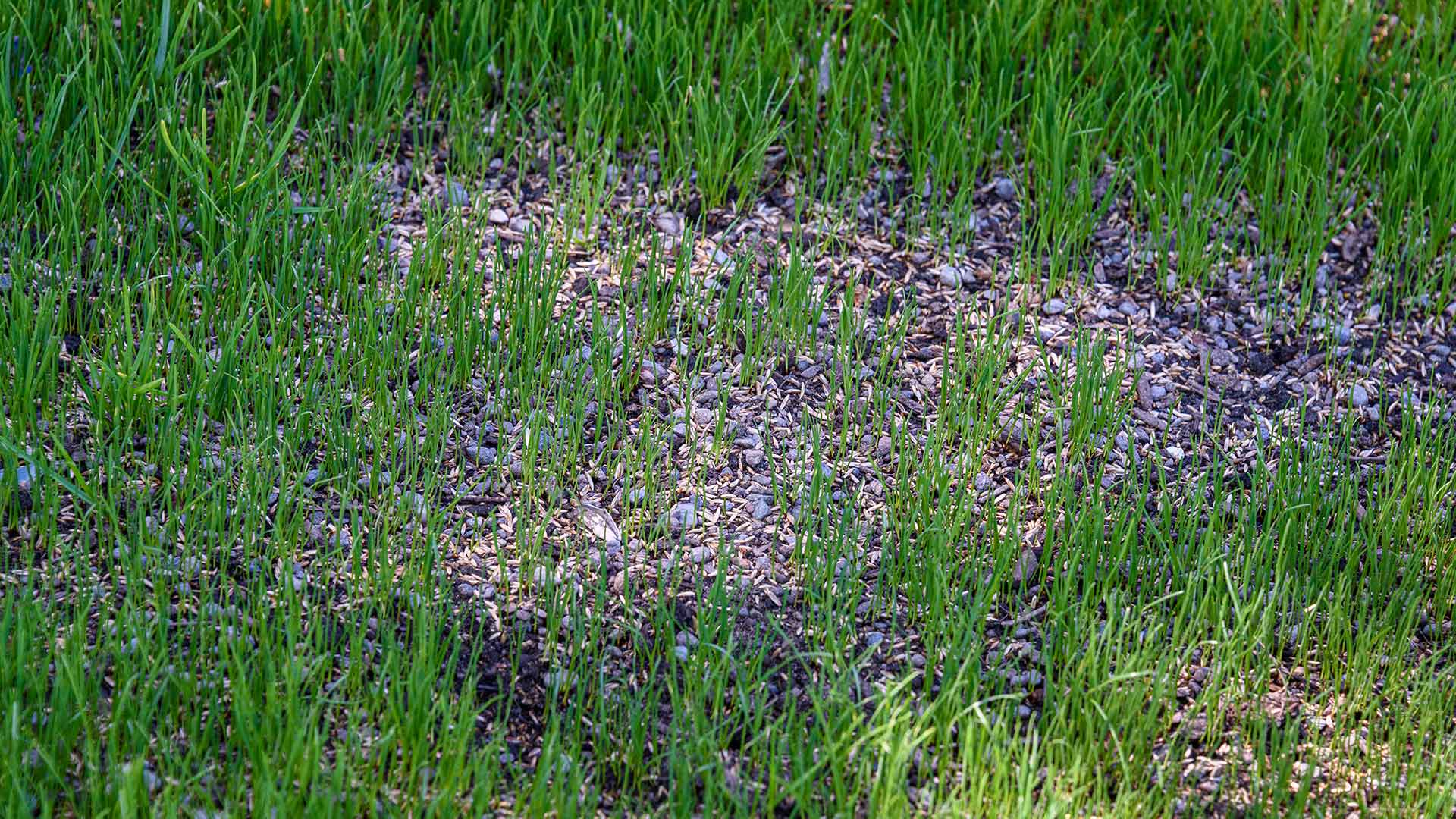 Lawn with seeds spread throughout in Brentwood, TN.