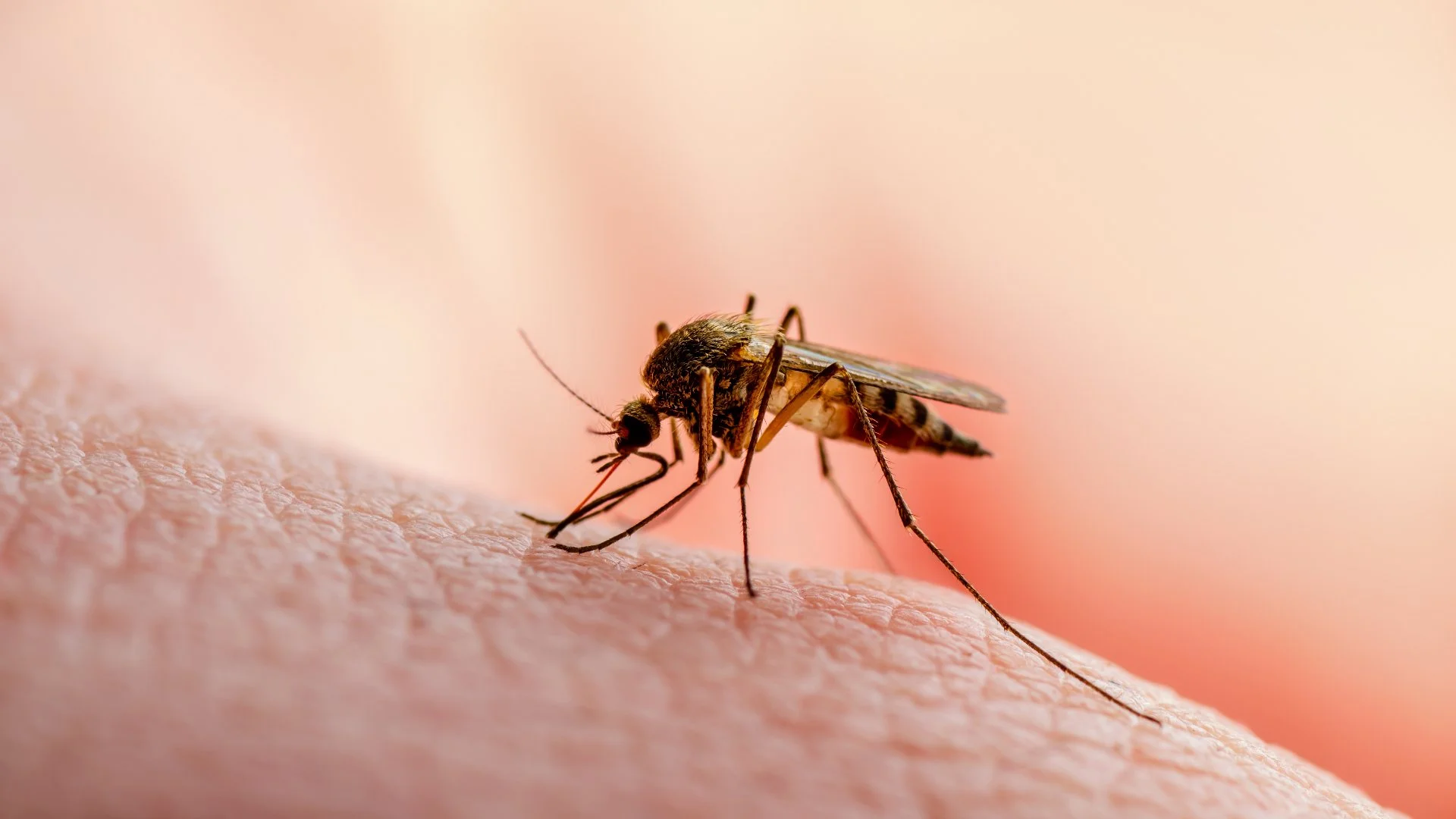 Steps You Can Take To Make Your Property Less Attractive to Mosquitoes