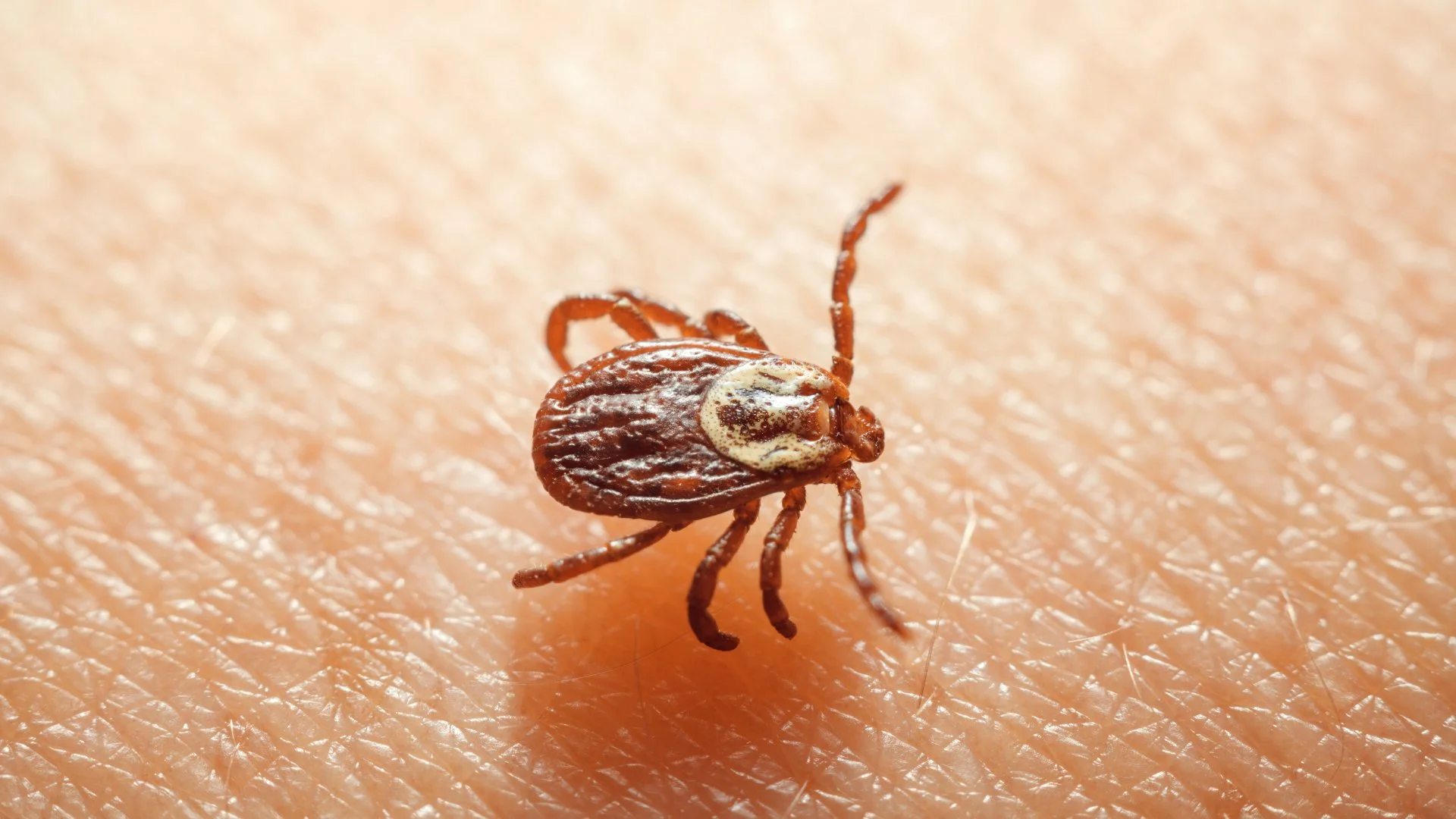 Are There Ways to Repel Ticks From Your Property?