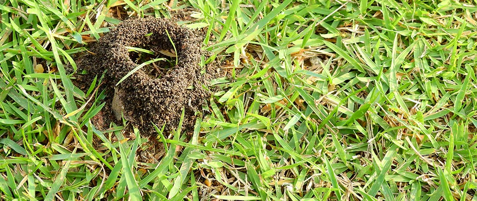 Ant hill in a lawn in Lebanon, TN.