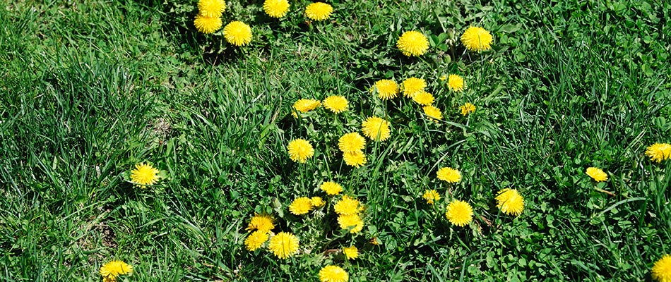 Dandelion weeds found in a lawn in Hermitage, TN.
