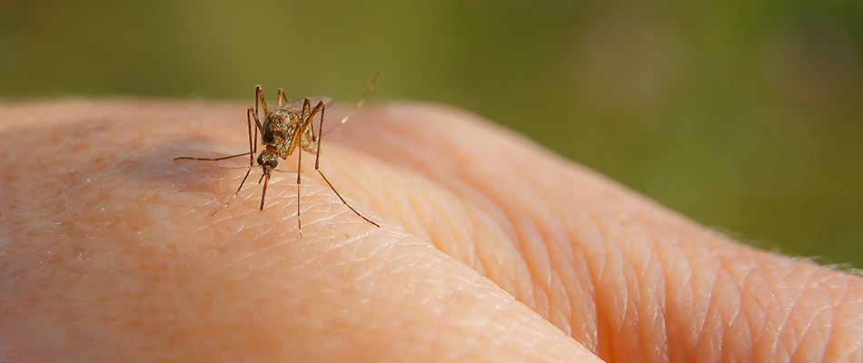Mosquito biting a homeowner's hand in Hendersonville, TN.