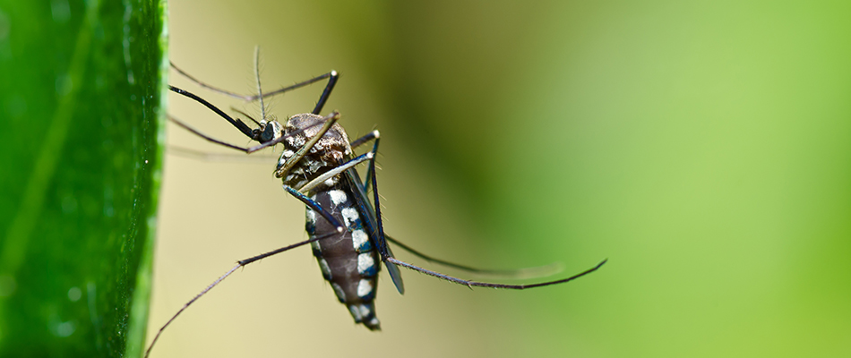 A mosquito found in a lawn in Gallatin, TN.