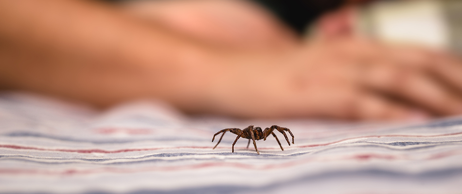 A spider in a home crawling over a bed in La Vergne, TN.