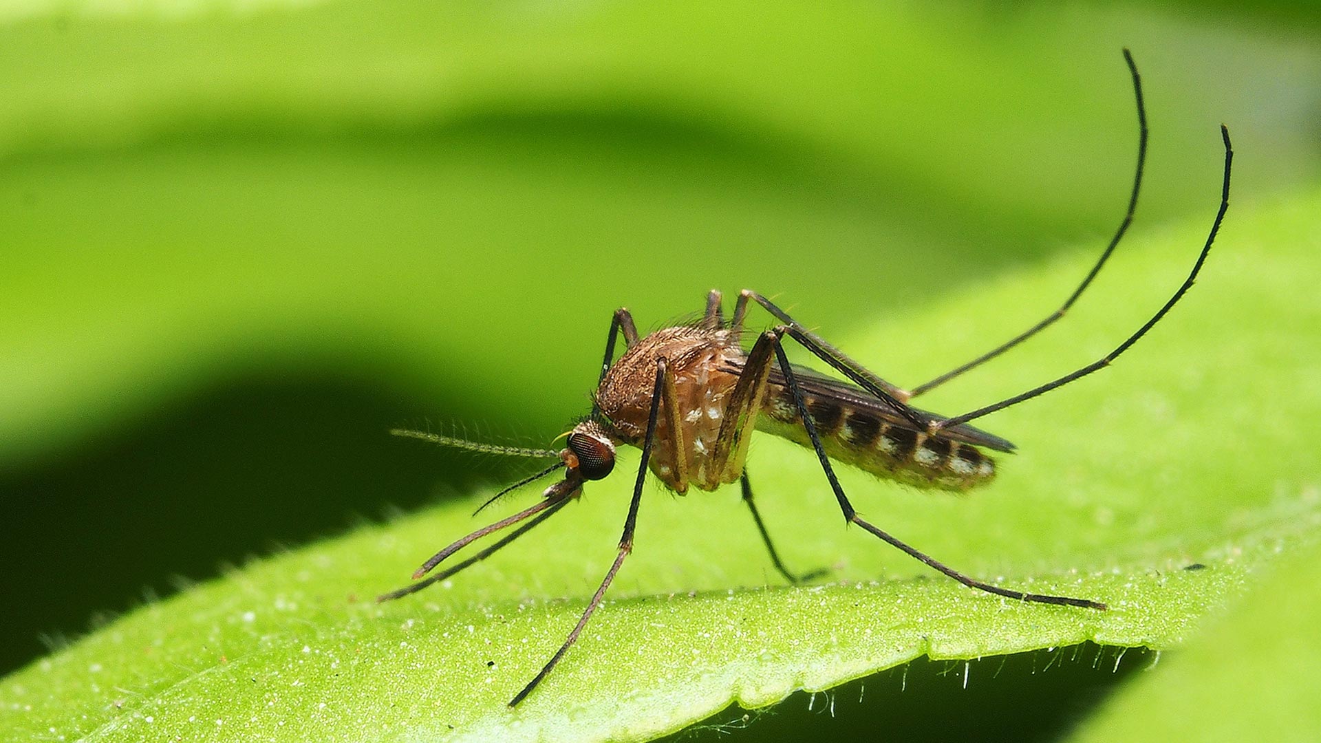 A mosquito in a lawn in Mount Juliet, TN.