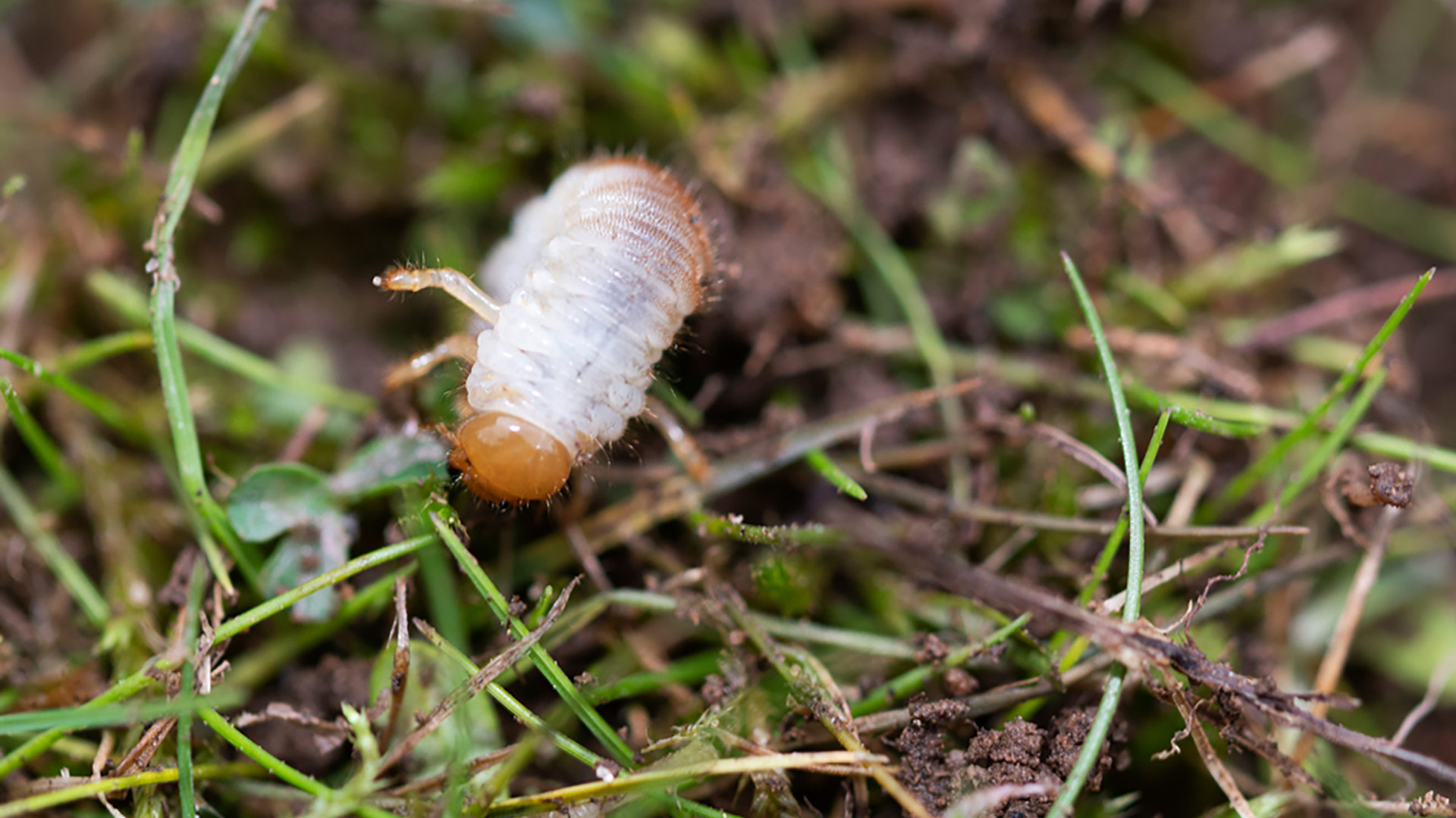 What You Need To Know About Grubs and How They Affect Your Lawn