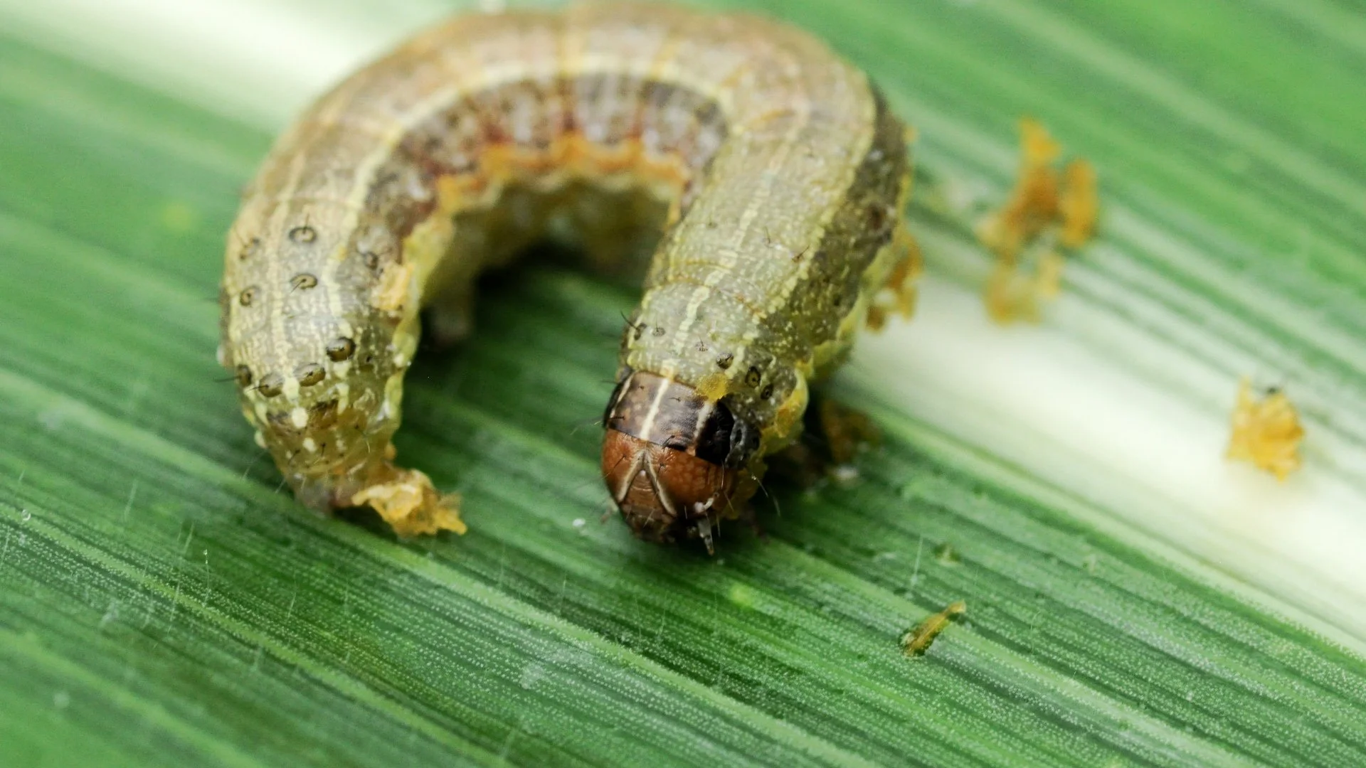 Armyworms 101: Everything You Should Know About These Destructive Lawn Pests