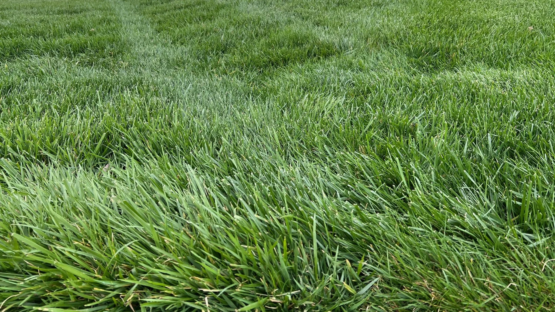 What's the Best Fertilization Schedule for Bermudagrass Lawns?
