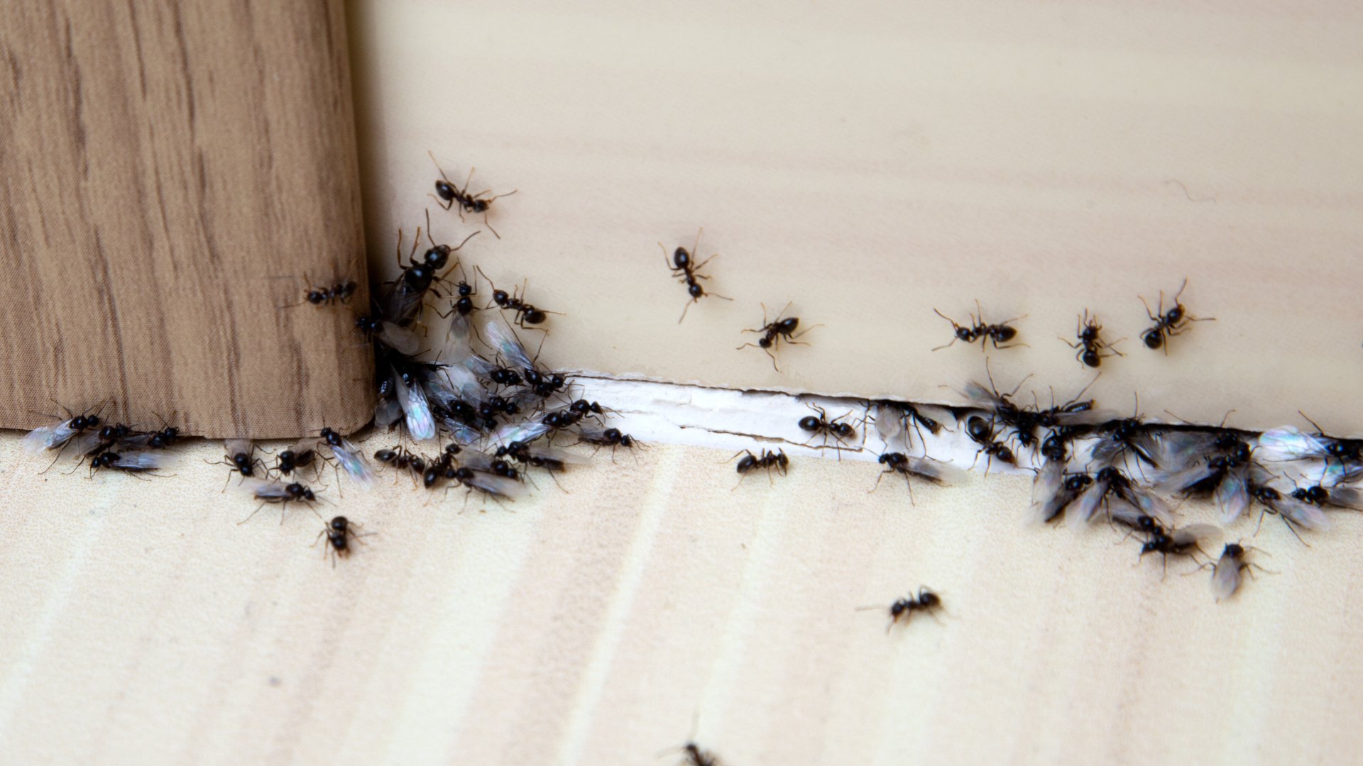 Are You Dealing With an Ant Infestation in Your Home? Here’s What to Do!