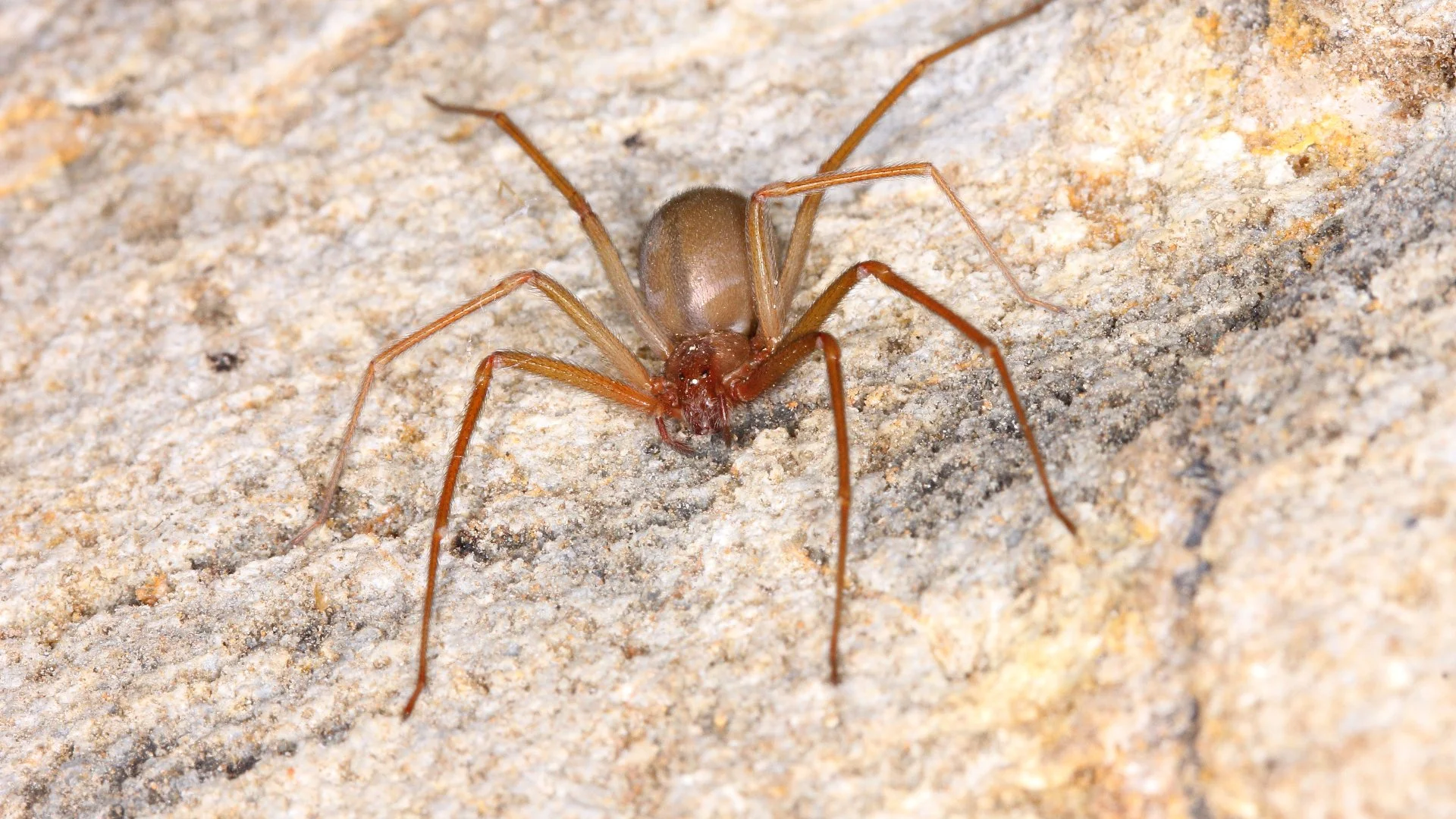 Brown Recluses: How to Identify & Protect Yourself From These Spiders