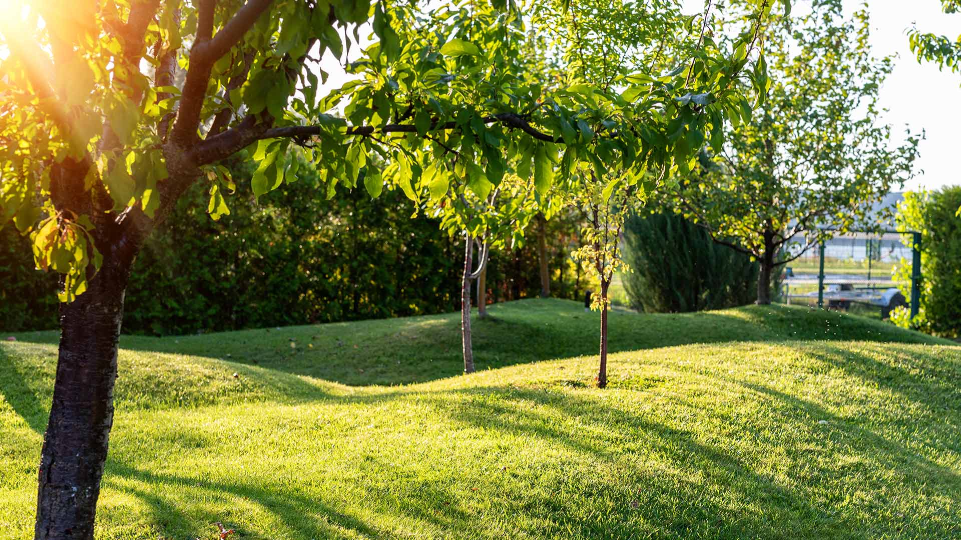 Warning Signs That Your Trees Need Professional Attention