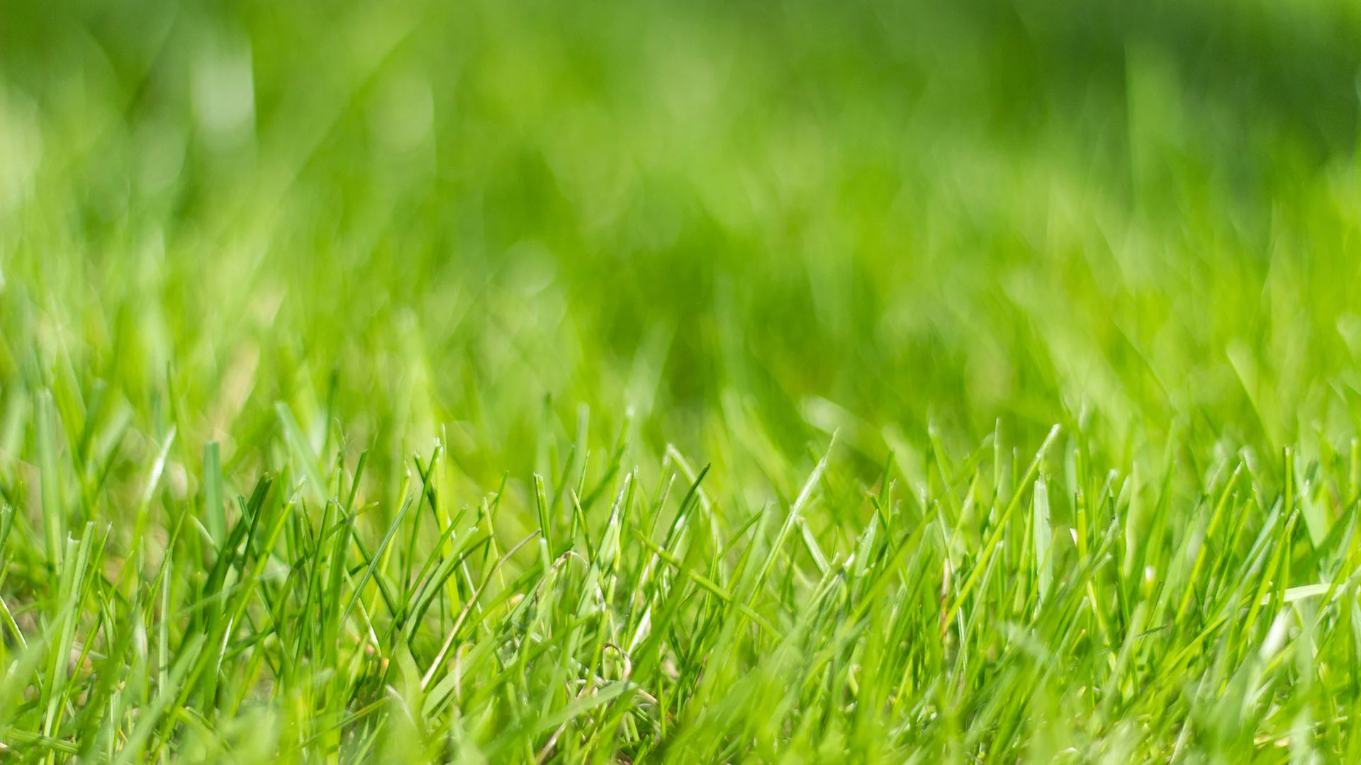 Common Lawn Care Myths and The Real Truth Behind Them