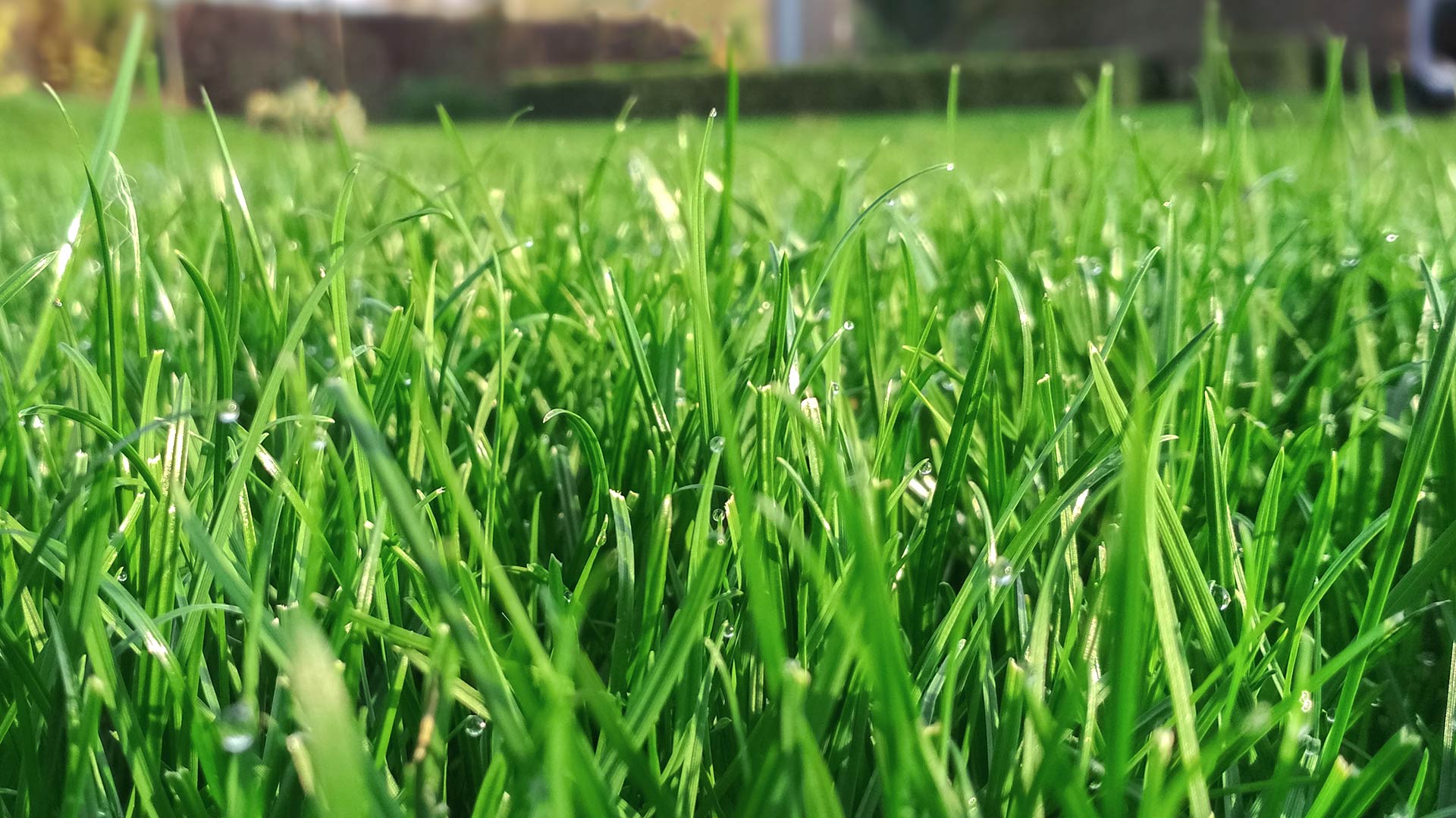 Healthy grass blades in a lawn in Gallatin, TN.