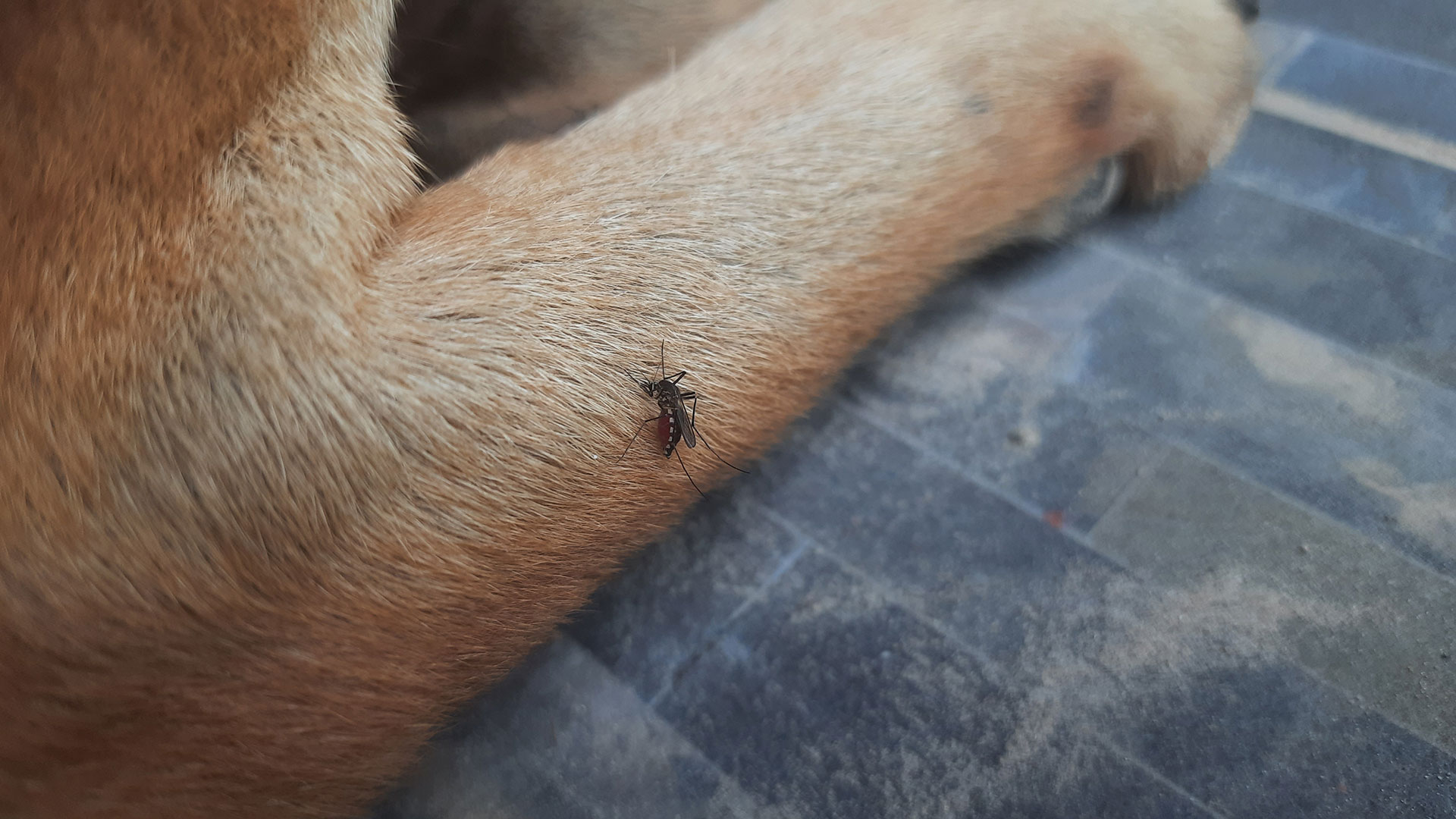 A mosquito biting a pet in Hermitage, TN.