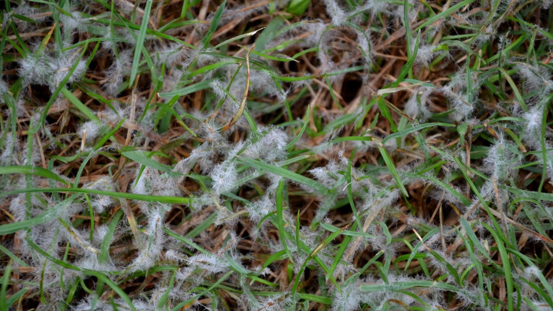 What Are the Most Common Lawn Diseases in Gallatin, TN?