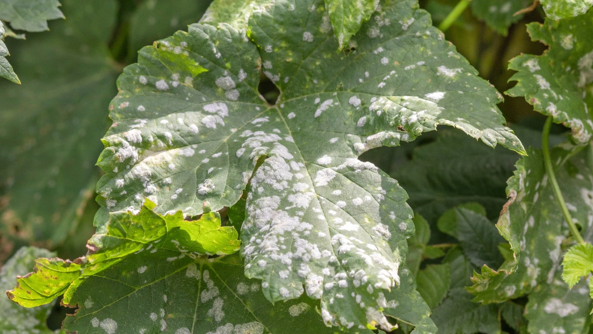 Plant Diseases Commonly Found Infecting Trees & Shrubs in Tennessee