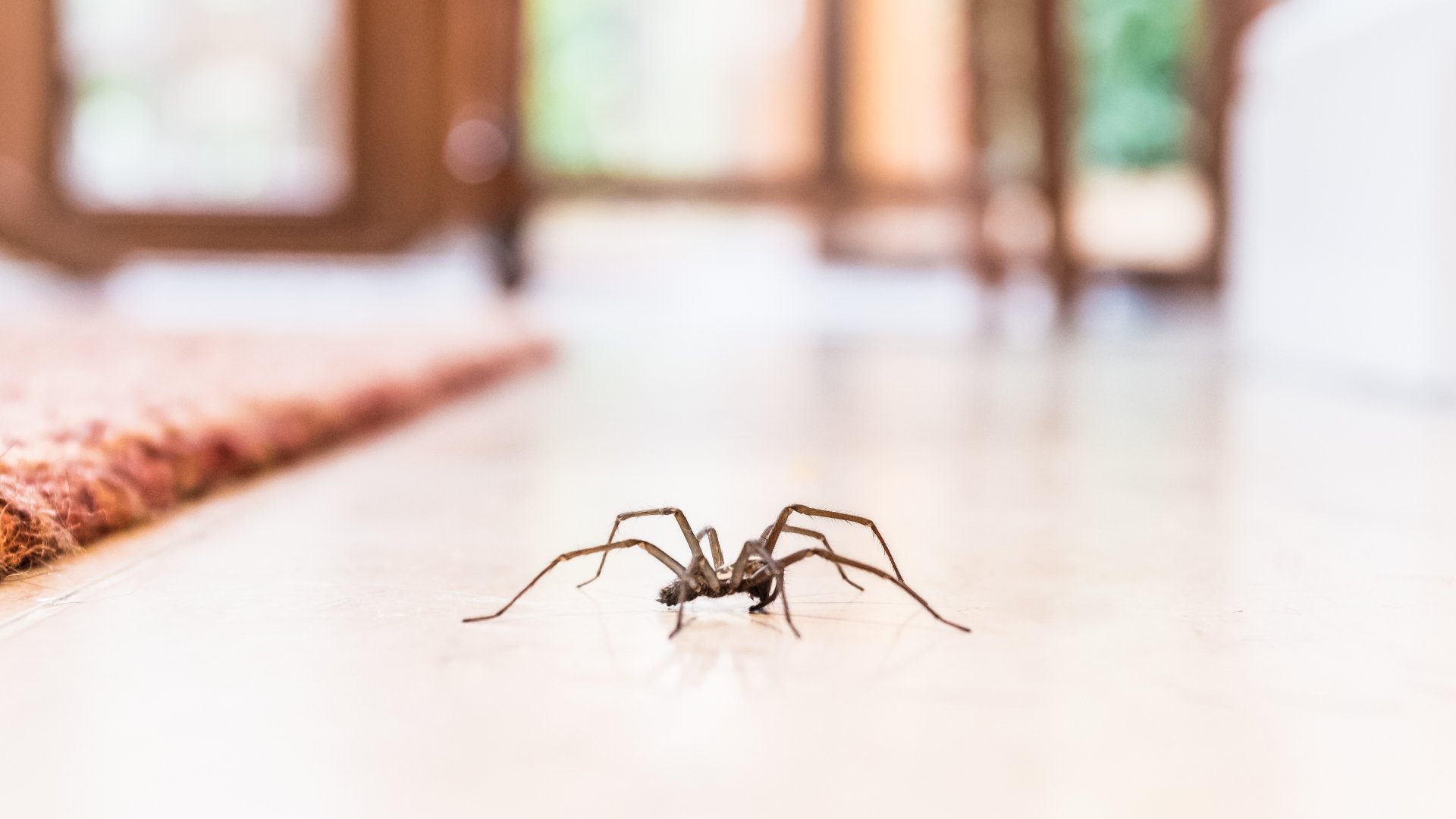 3 Things You Can Do to Help Keep Spiders From Infesting Your Home