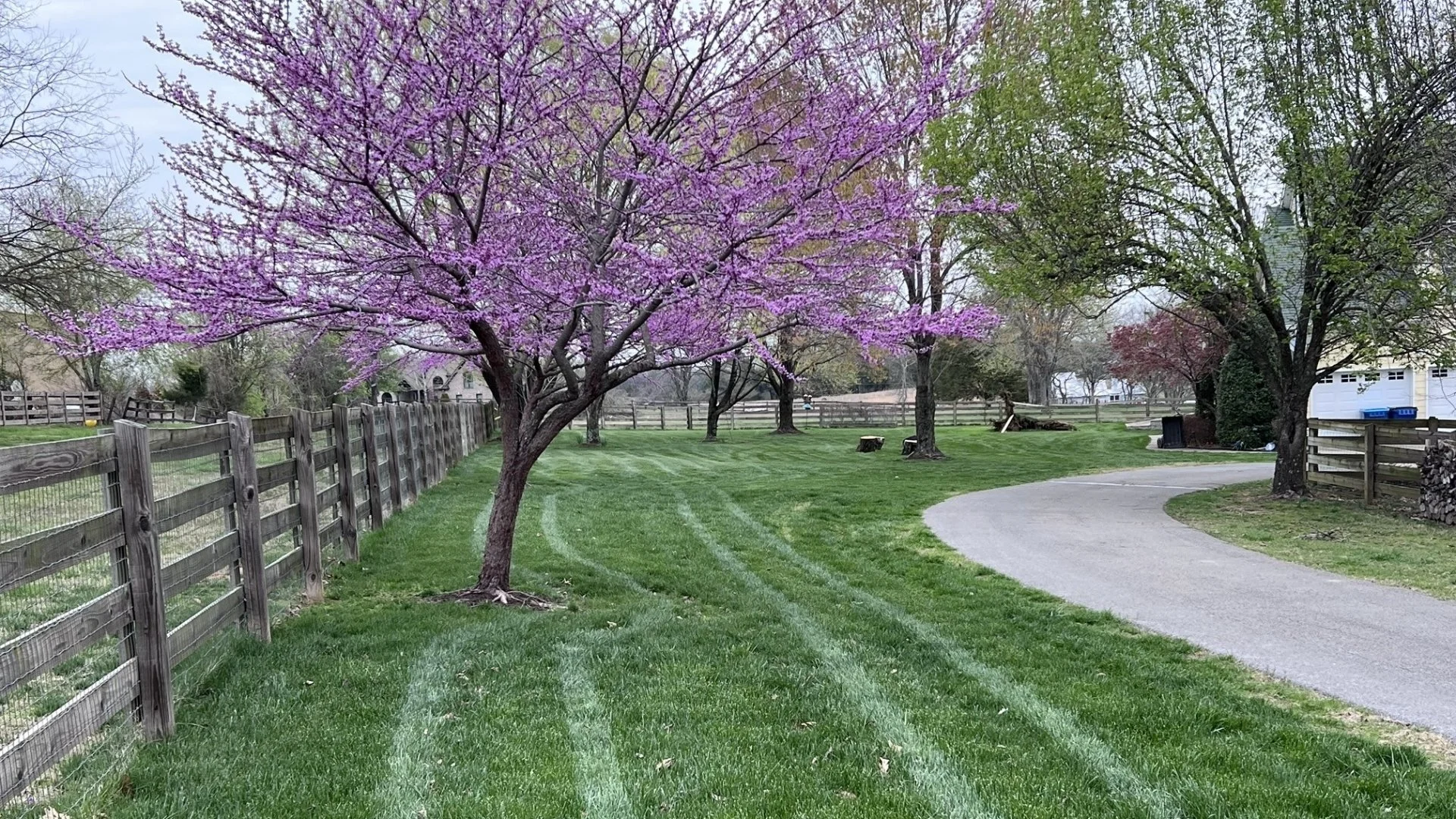How Many Times Do You Need to Fertilize Your Cool-Season Lawn in the Spring?