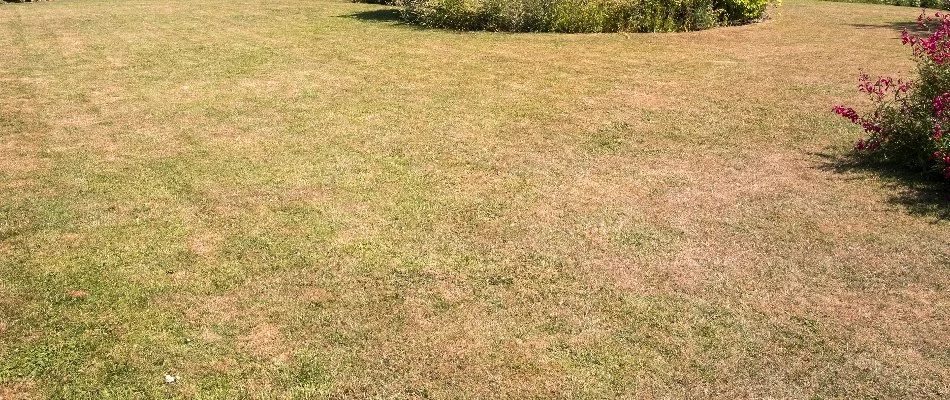 Armyworm damage on a lawn in Gallatin, TN.