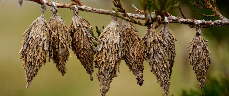 Bagworms in Gallatin, TN, on a tree branch.
