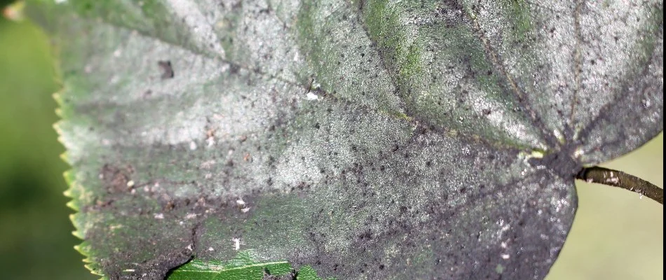 Black sooty mold on the leaf of a plant in Gallatin, TN.