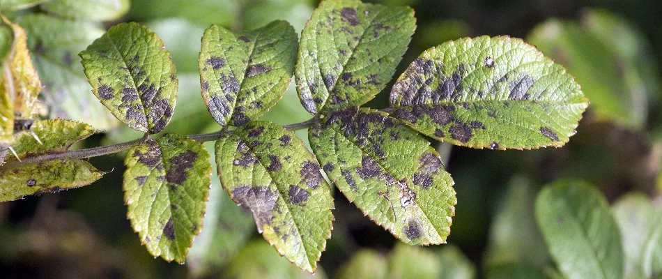 Leaf spot is a common plant disease in Gallatin, TN.