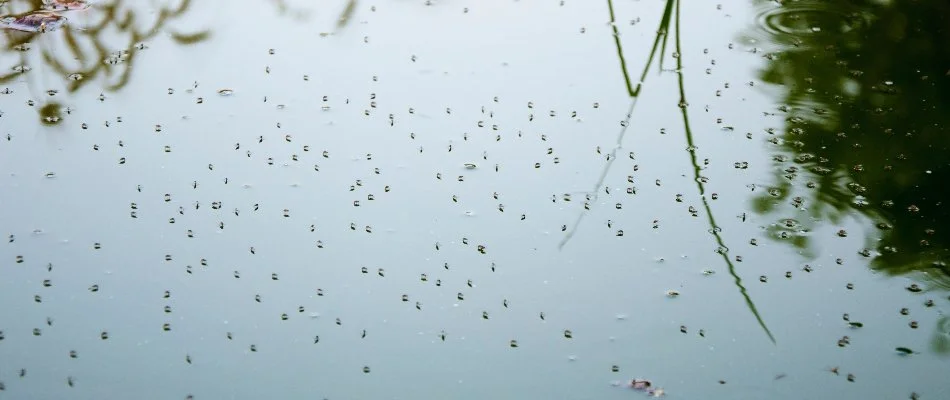 Mosquitos gathering at breeding ground in Gallatin, TN.