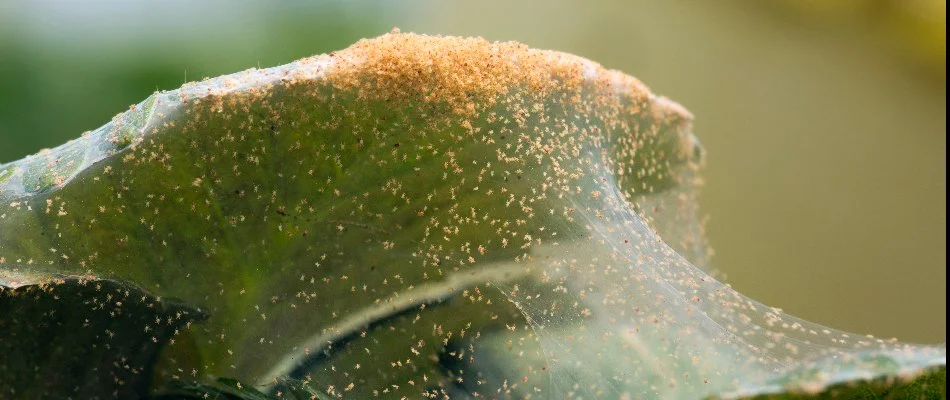 Spider mites on a plant in Gallatin, TN. 