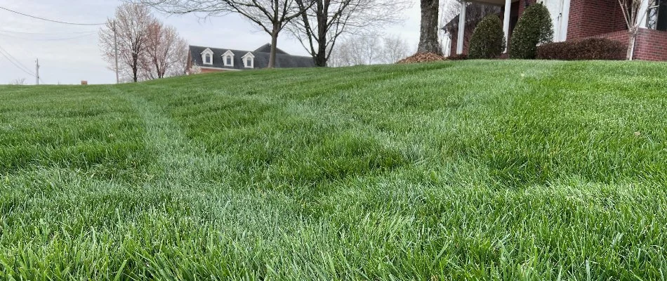 Dense, green lawn on property in Gallatin, TN.