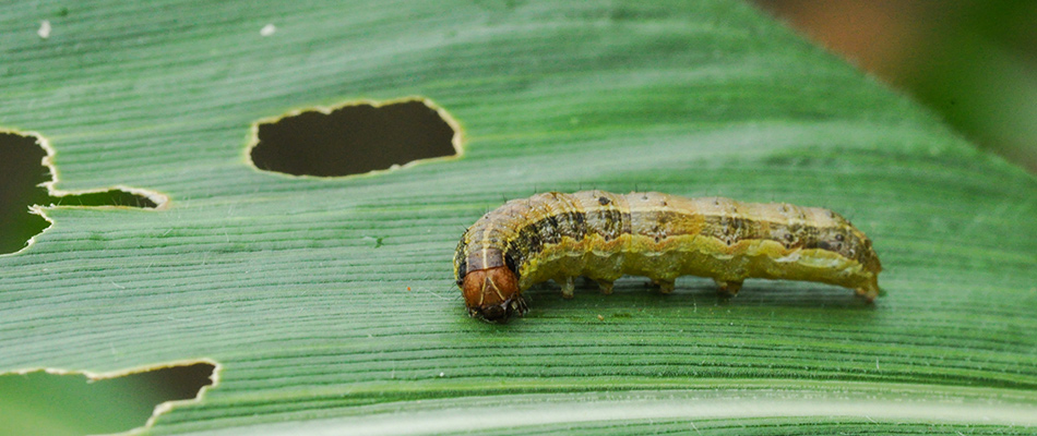 An armyworm found in a lawn eating grass blade in Brentwood, TN.