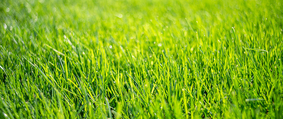 Fertilized green lawn in Lebanon, TN.