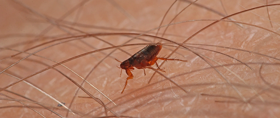 A flea found crawling over skin in Gallatin, TN.