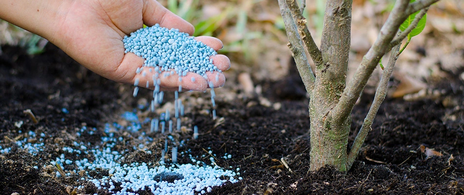 Granular fertilizer pellets being added to a tree in Gallatin, TN.