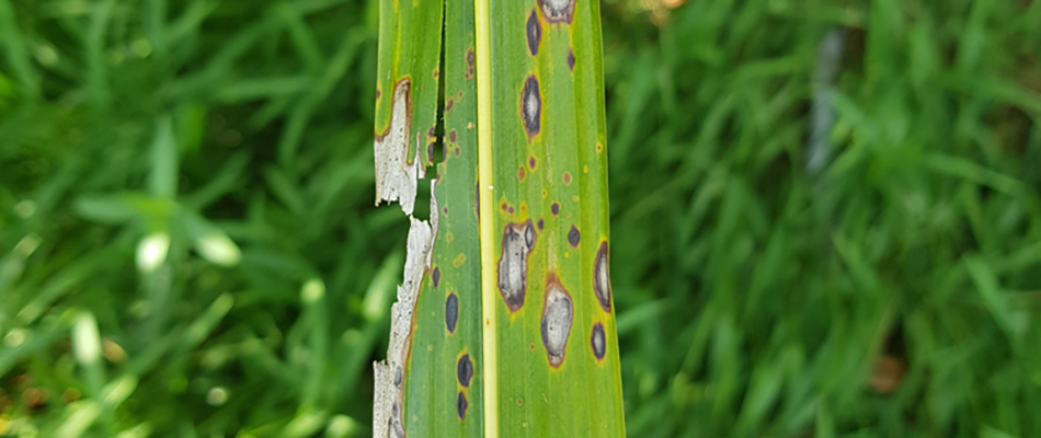 Gray leaf spot lawn disease shown from a grass blade in Hendersonville, TN.