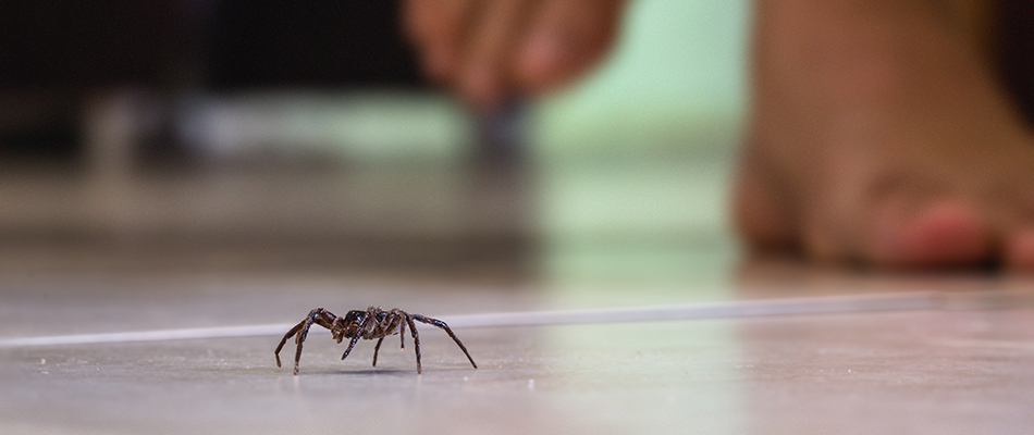 Homeowner about to step on a spider in home in Hendersonville, TN.