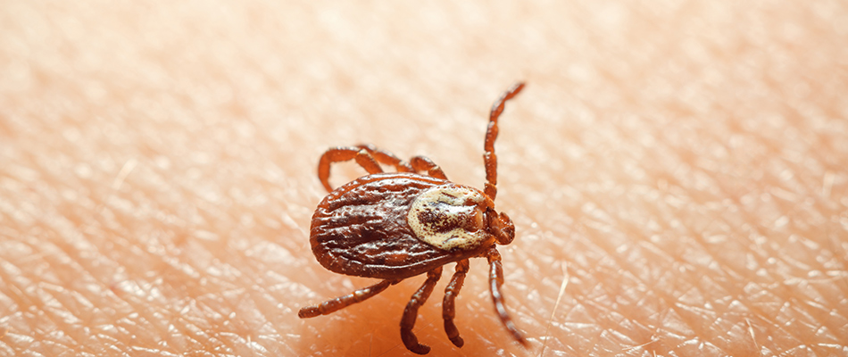 A tick found on a homeowner's arm in Mount Juliet, TN.