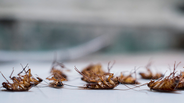 Dead cockroaches found in Lebanon, TN.