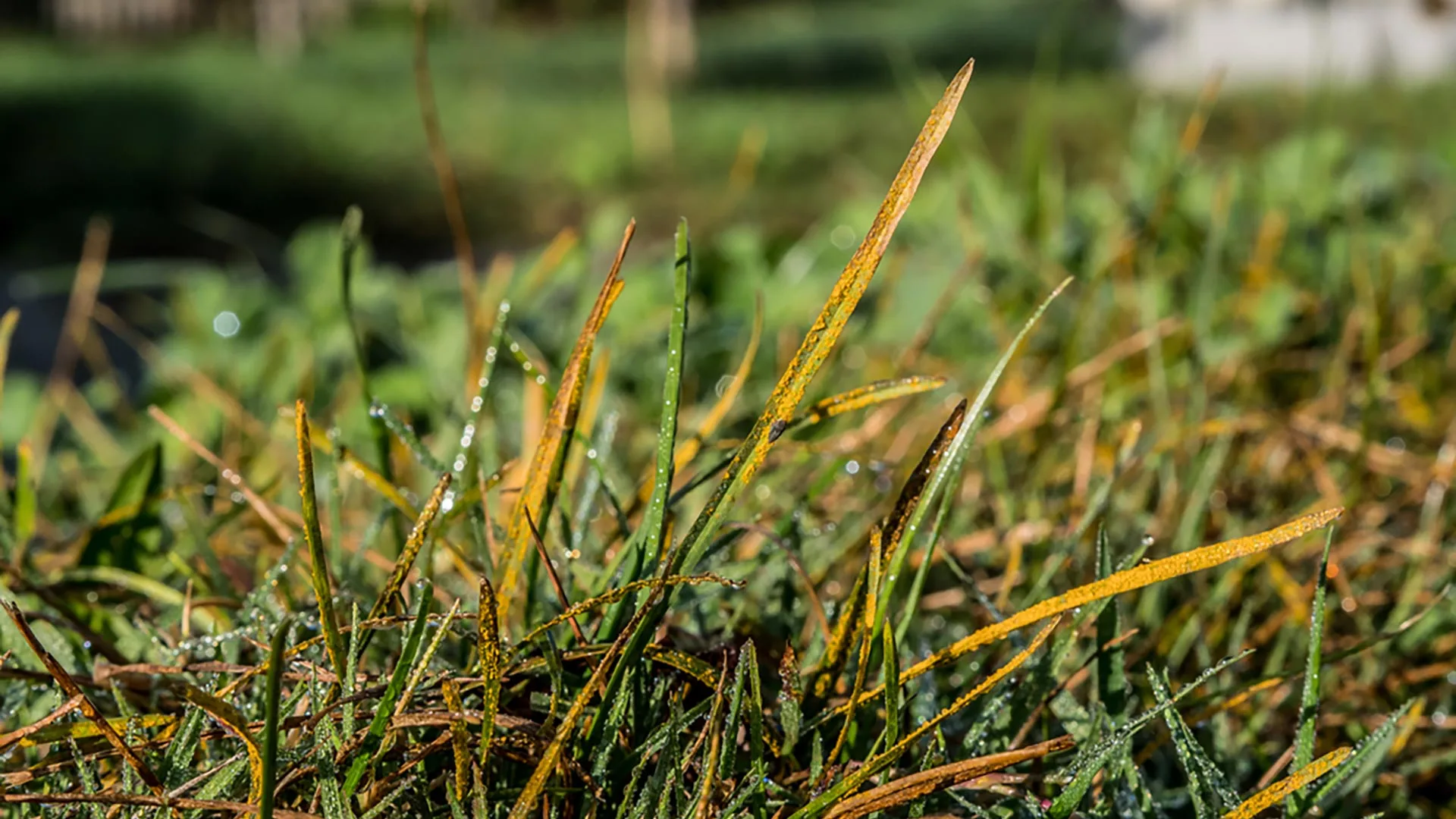 Great Tips For Dealing With Grass Fungal Diseases